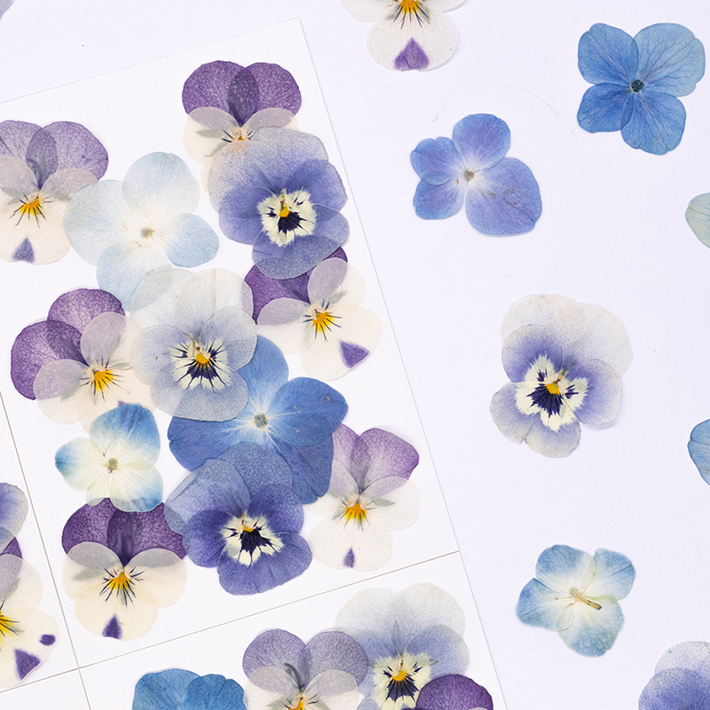 12個入り、本物のヴィオラ・コルヌータ押し花、天然花びら、D - Candle For Supplies のレビューと価格