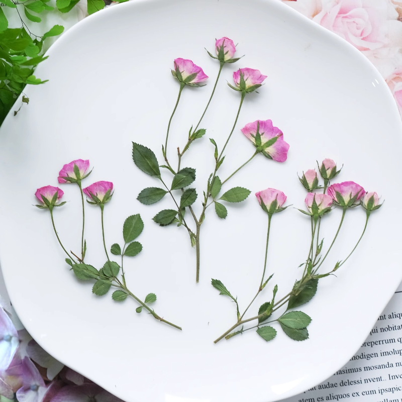 12個入り、ミニピンクローズ押し花、本物のバラの乾燥植物標本 - Candle For Supplies のレビューと価格